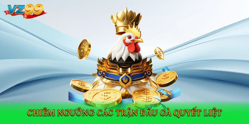 Chiêm ngưỡng các trận đấu gà quyết liệt