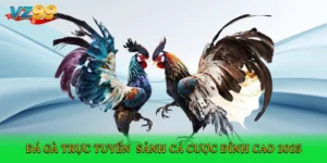 Đá gà trực tuyến